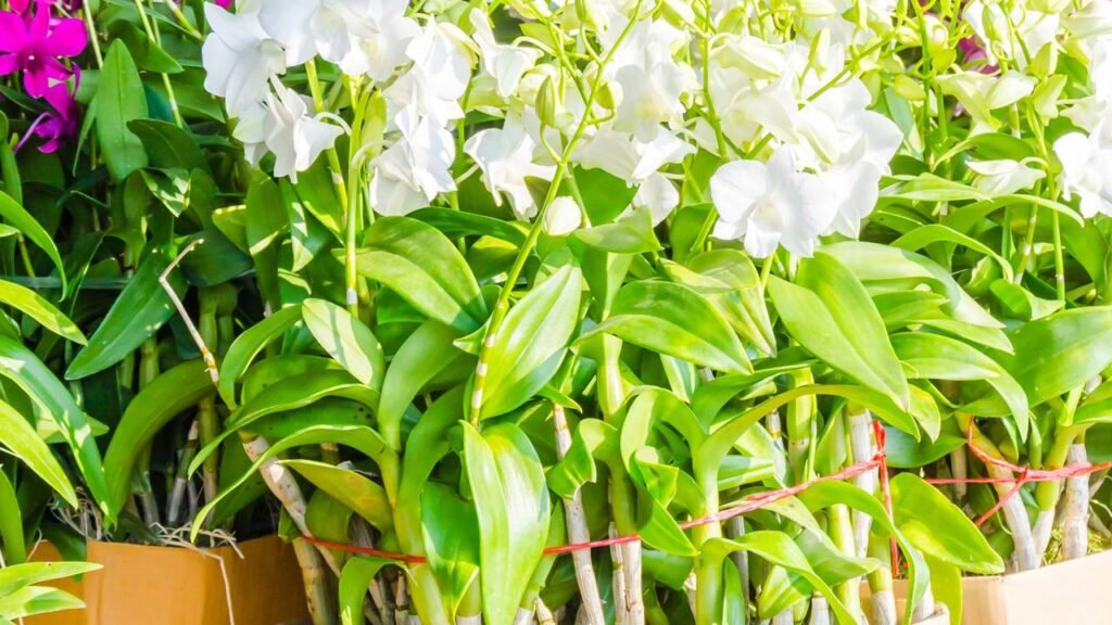 Cuidados que prolongam a floração das orquídeas e mantêm as flores lindas