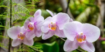 A água que você joga fora pode ser usada para transformar suas orquídeas no jardim