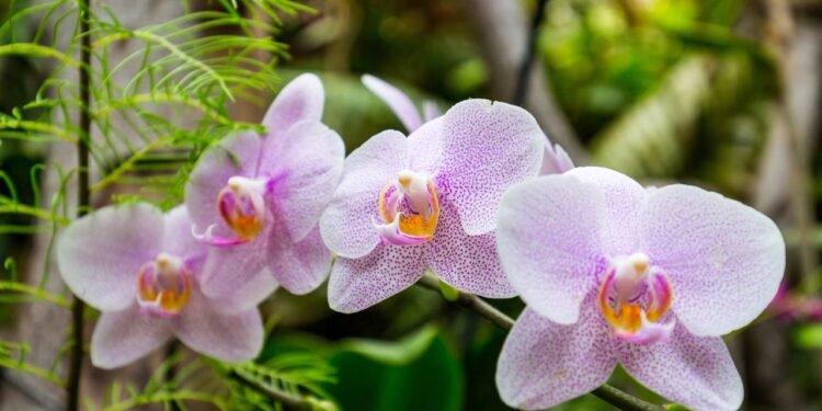 A água que você joga fora pode ser usada para transformar suas orquídeas no jardim