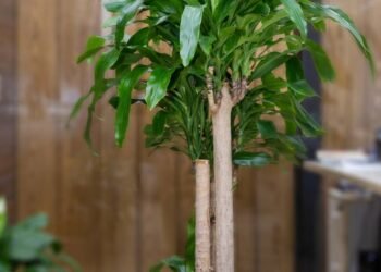 Especialista ensina onde colocar a “planta do dinheiro” para atrair abundância