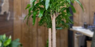 Especialista ensina onde colocar a “planta do dinheiro” para atrair abundância