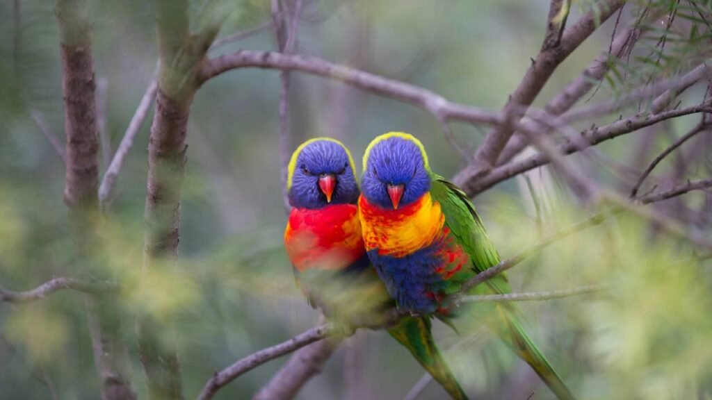Transforme seu jardim em um refúgio vivo com apenas duas frutas