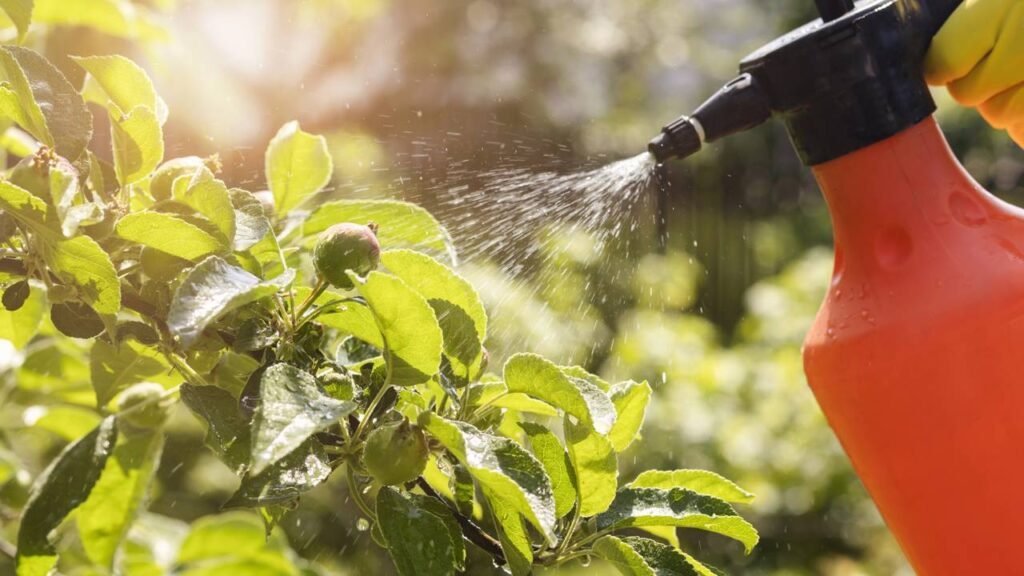 Especialistas revelam a maneira correta de lavar frutas e vegetais em casa