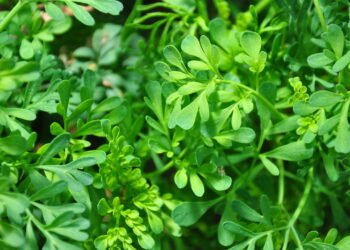 Como cultivar a planta mais poderosa contra energia negativa e inflamações