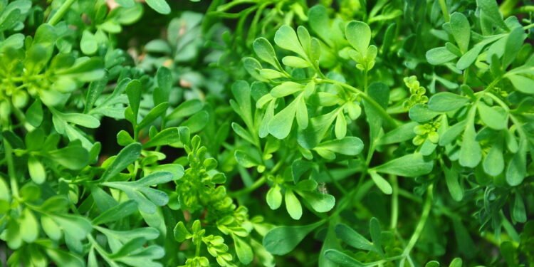 Como cultivar a planta mais poderosa contra energia negativa e inflamações