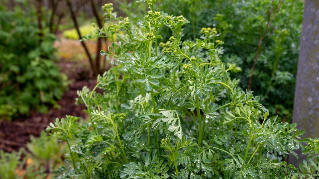 Como cultivar a planta mais poderosa contra energia negativa e inflamações