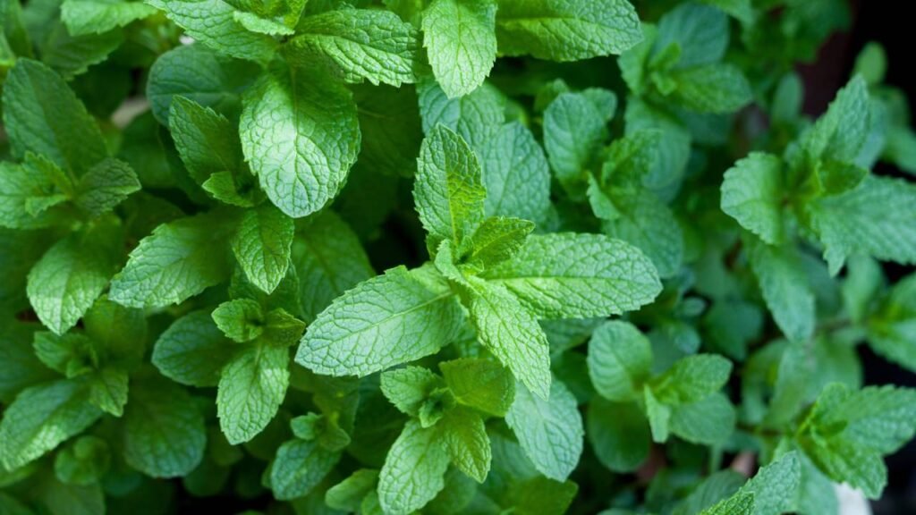 5 plantas que afastam moscas e deixam o ambiente mais perfumado