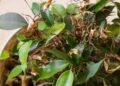 Suas plantas murchas e amareladas podem voltar a vida com essas dicas