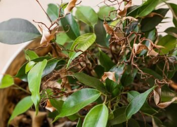 Suas plantas murchas e amareladas podem voltar a vida com essas dicas