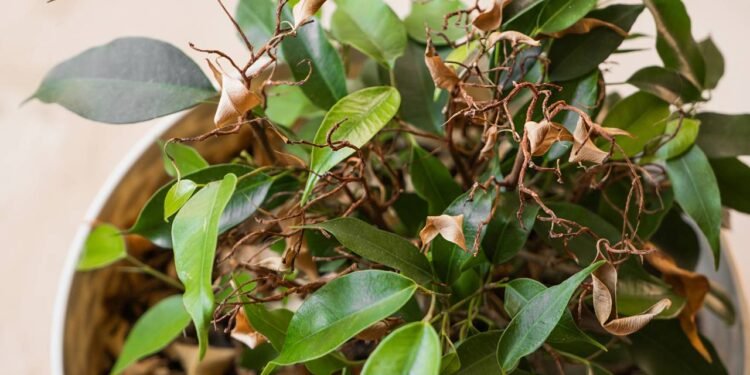 Suas plantas murchas e amareladas podem voltar a vida com essas dicas