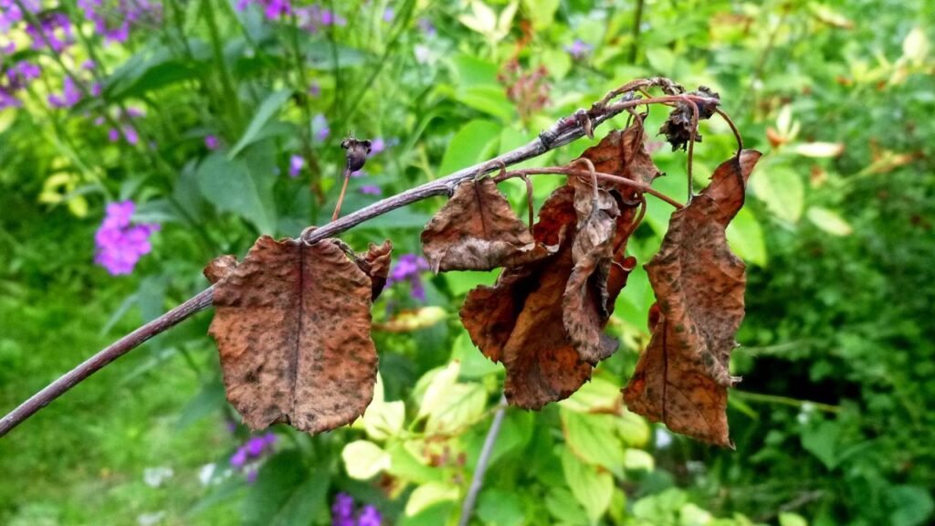 Suas plantas murchas e amareladas podem voltar a vida com essas dicas 