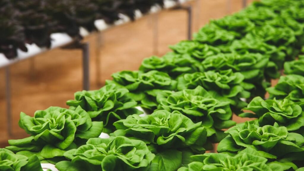 Como montar uma horta produtiva com hortaliças de ciclo curto