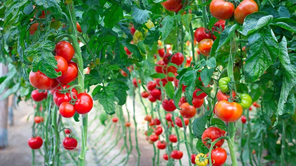 Por que plantar tomates junto com essa erva deixa eles mais saborosos
