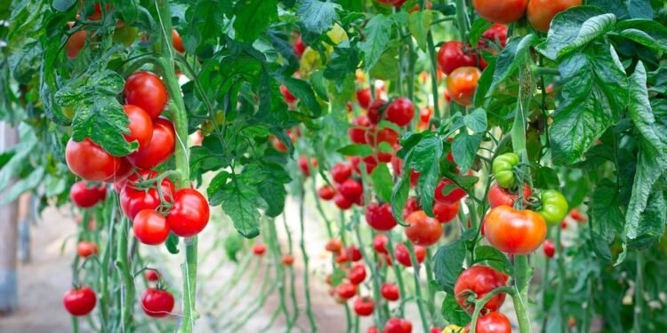 Por que plantar tomates junto com essa erva deixa eles mais saborosos