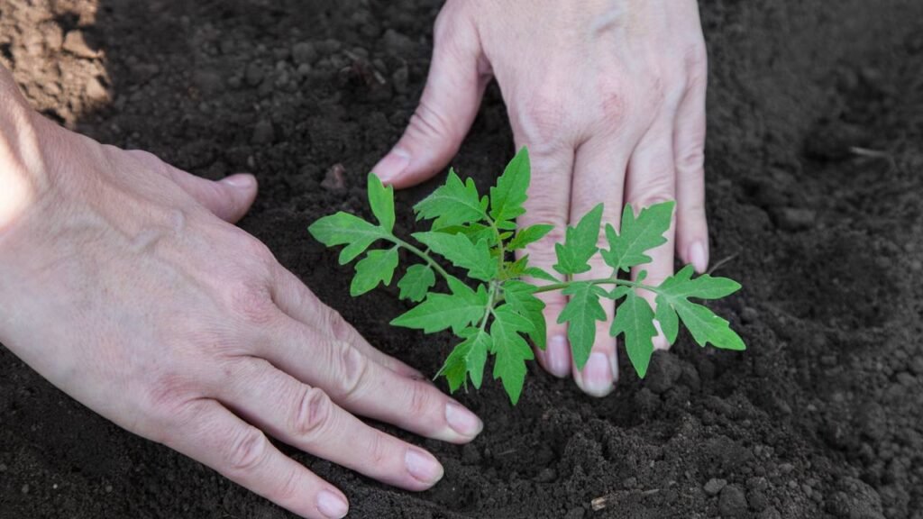 Por que plantar tomates junto com essa erva deixa eles mais saborosos