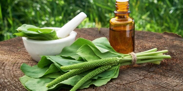 O Tanchagem possui compostos naturais que auxiliam de maneira efetiva no alívio de resfriados - Créditos: depositphotos.com / ChamilleWhite