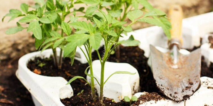 Como plantar temperos frescos e transformar sua cozinha em um jardim vivo