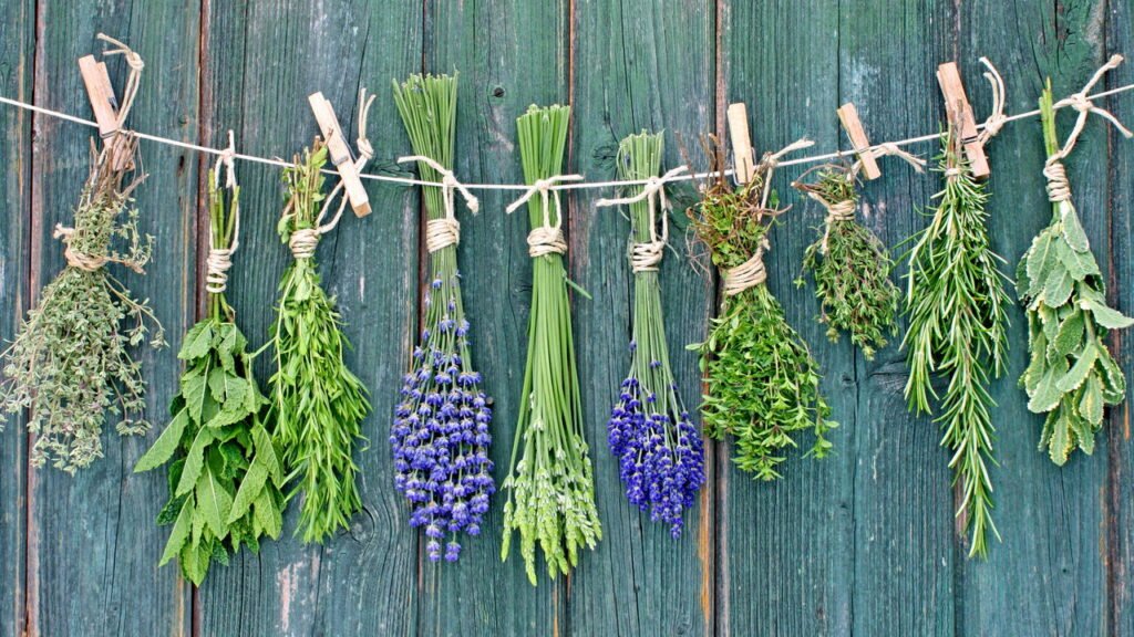 5 plantas que afastam formigas e deixam sua cozinha mais cheirosa