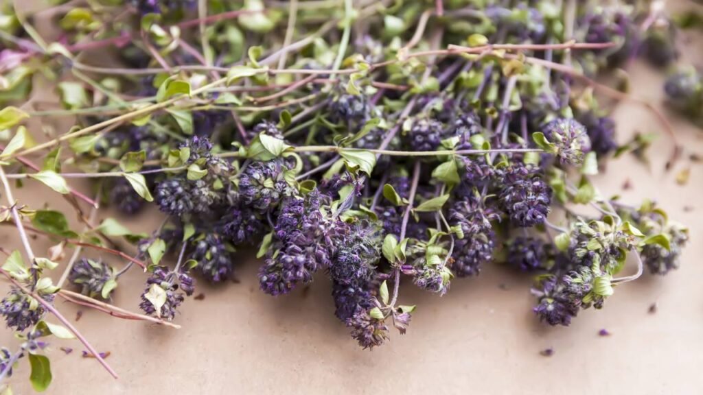 5 plantas aromáticas que afastam baratas e ainda perfumam seu lar