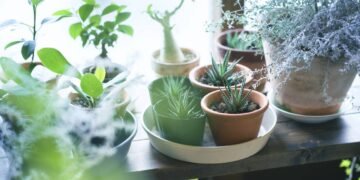 As 3 melhores ervas que purificam o ar e trazem harmonia para sua casa