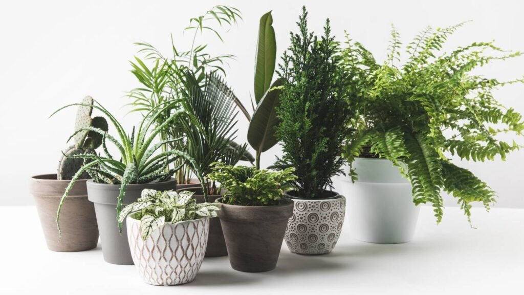 Plantas que deixam o ar mais leve e mantêm os insetos bem longe 