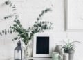 Plantas purificadoras viram tendência em lares que buscam equilíbrio