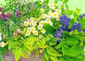 Essas plantas brasileiras têm poder medicinal e estão voltando com tudo