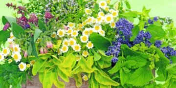 Essas plantas brasileiras têm poder medicinal e estão voltando com tudo
