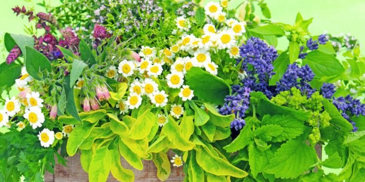 Essas plantas brasileiras têm poder medicinal e estão voltando com tudo