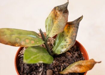 Recupere suas plantas mortas com essa solução orgânica simples