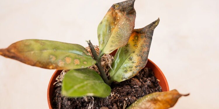 Recupere suas plantas mortas com essa solução orgânica simples