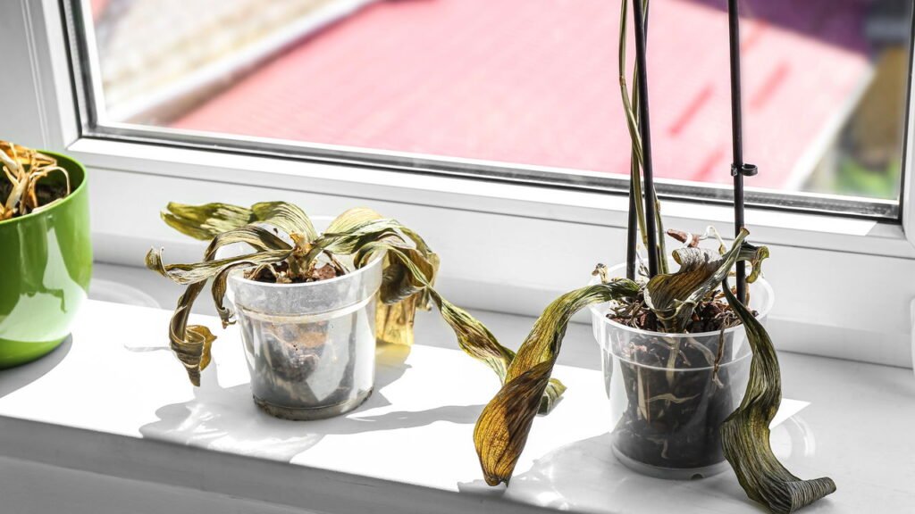 Recupere suas plantas mortas com essa solução orgânica simples