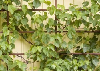 Paisagistas estão apostando nessa trepadeira para criar muros vivos e frescos