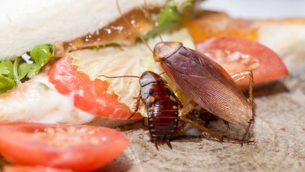 A armadilha invisível da sua casa que pode estar atraindo pragas sem parar