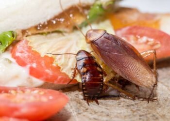 A armadilha invisível da sua casa que pode estar atraindo pragas sem parar