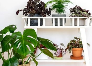 3 plantas perfeitas para montar seu jardim do sono e relaxar à noite