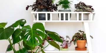 3 plantas perfeitas para montar seu jardim do sono e relaxar à noite