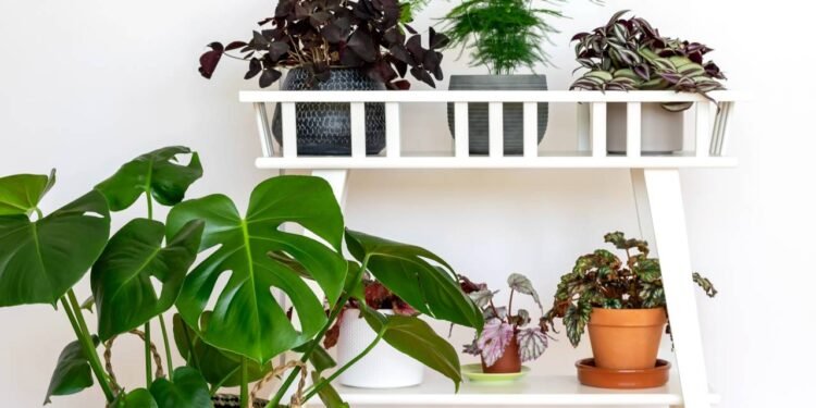 3 plantas perfeitas para montar seu jardim do sono e relaxar à noite