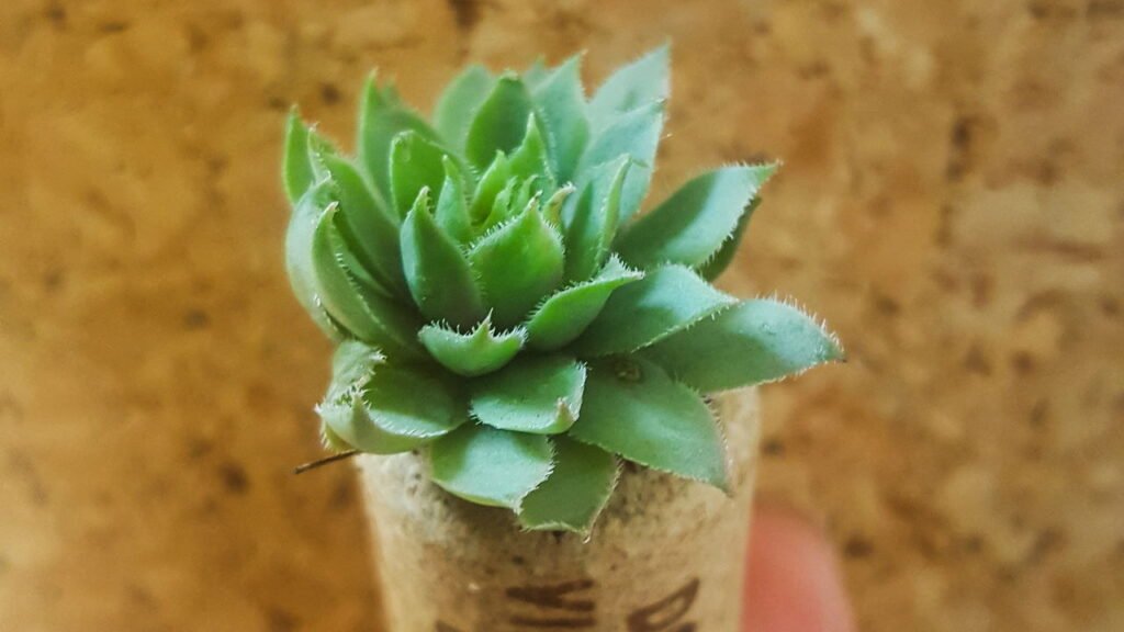 Pare de jogar rolhas de vinho fora, você pode ter um tesouro para a jardinagem