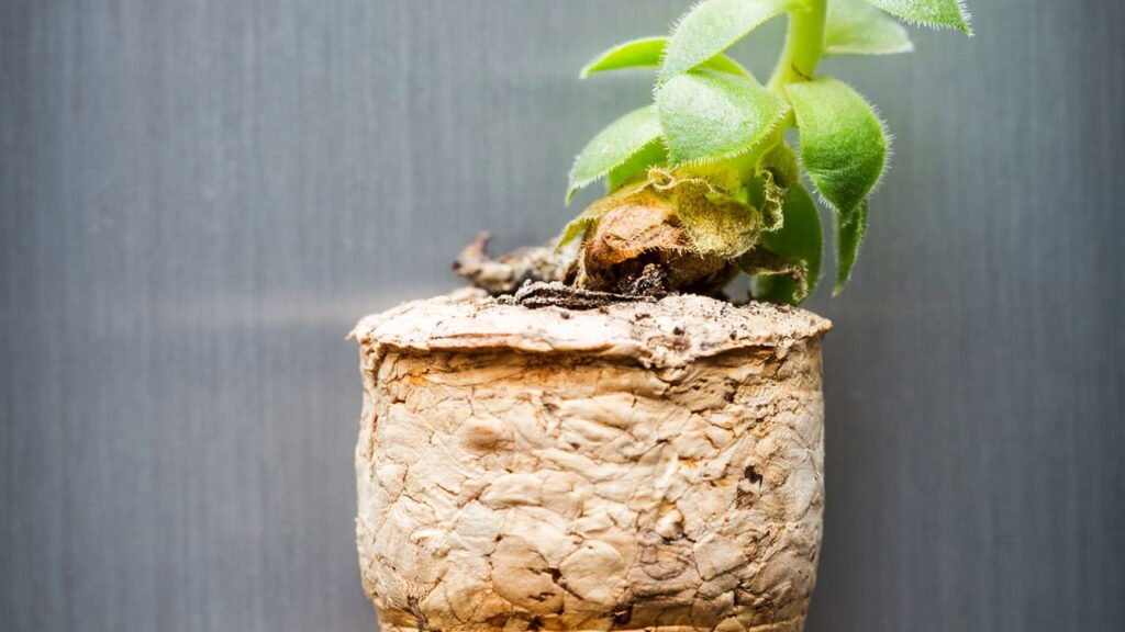 Pare de jogar rolhas de vinho fora, você pode ter um tesouro para a jardinagem