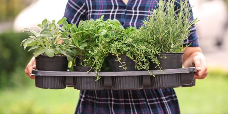 Aprenda a cultivar folhas frescas em casa de forma simples e econômica