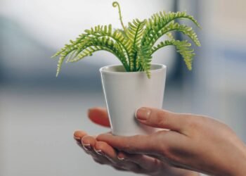 5 plantas ideais para aumentar a umidade do ar e deixar sua casa mais saudável