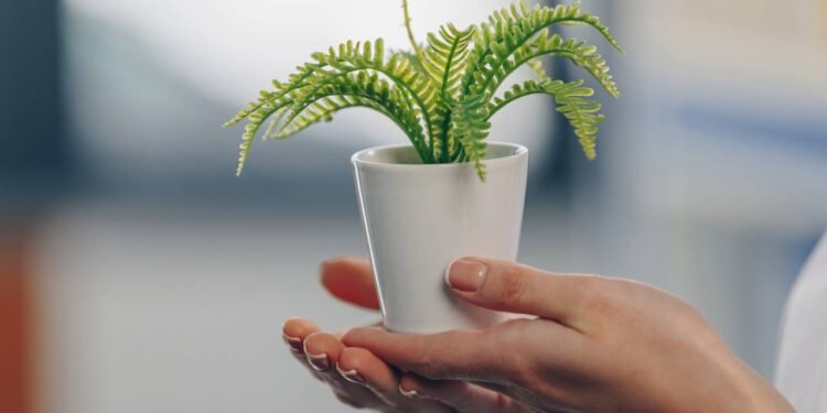 5 plantas ideais para aumentar a umidade do ar e deixar sua casa mais saudável