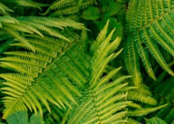 Como deixar suas samambaias mais vibrantes e volumosas com esse truque