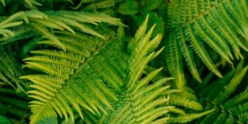 Como deixar suas samambaias mais vibrantes e volumosas com esse truque