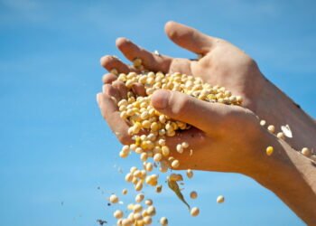 Nem lentilha, nem grão-de-bico! Essa é a leguminosa com mais proteínas