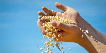 Nem lentilha, nem grão-de-bico! Essa é a leguminosa com mais proteínas