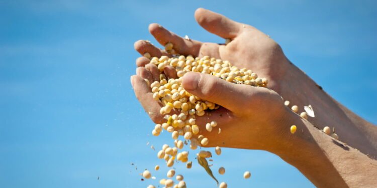 Nem lentilha, nem grão-de-bico! Essa é a leguminosa com mais proteínas