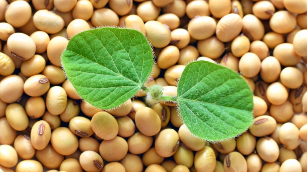 Nem lentilha, nem grão-de-bico! Essa é a leguminosa com mais proteínas  