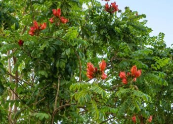 Cidade do sul do país proibi cultivo de árvore por preocupação e risco para abelhas
